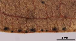 Hypericum montanum leaf margin with intramarginal black glands.
 © Landcare Research 2010 